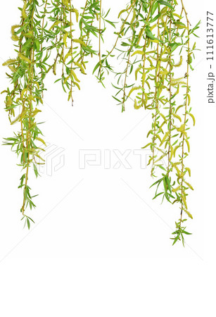 Spring twigs easter blossom pussy willow tree. Isolated. Spring. Fresh young foliage. Spring twigs easter blossom pussy willow tree. Isolated. Spring. Fresh young foliage. 111613777