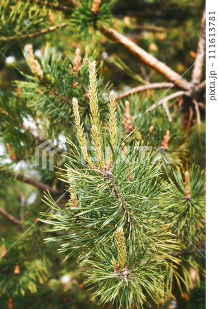 Spring forest. Natural green background. Young leaves and thorns in spring. Green foliage 111613781