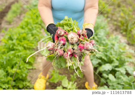 Bunch of radishes in hand against background of beds. Freshly picked organic radishes from the field 111613788
