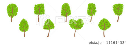 Green Forest Trees with Exuberant Tree Crown Vector Set Green Forest Trees with Exuberant Tree Crown Vector Set 111614324