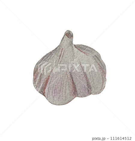 Garlic bulb grey plant a watercolor illustration 111614512