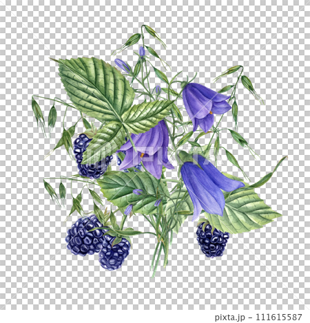 Bouquet with Blackberries, blue Harebells, wild oats. Meadow plants and forest berries. Campanula, avena. Dewberry, bramble. Watercolor illustration for template package design. Bouquet with Blackberries, blue Harebells, wild oats. Meadow plants and forest berries. Campanula, avena. Dewberry, bramble. Watercolor illustration for template package design. 111615587