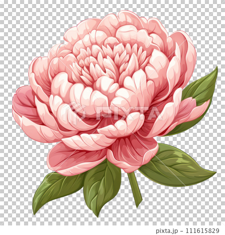 Blooming Peony Illustration 111615829