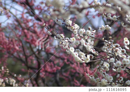 春の訪れを告げる梅の花 111616095