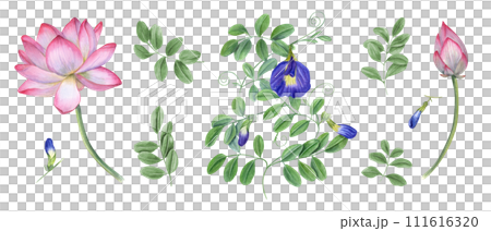 Set of blue clitoria ternatea, lotus flower. Waterlilies, wisteria. Bud, flower, leaf, stem. Butterfly pea flower, sacred lotus. Watercolor illustration for greetings label design template 111616320
