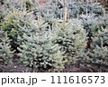 Several blue spruce trees growing in the forest 111616573