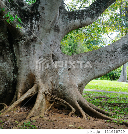 Powerful trunk, roots and branches of an old ficus. Sri Lanka Powerful trunk, roots and branches of an old ficus. Sri Lanka 111616799