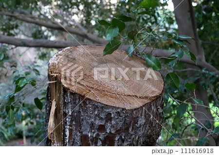 Texture of wood and tree bark. Texture of wood and tree bark. 111616918