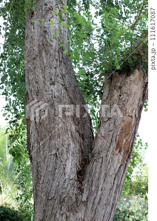 Texture of wood and tree bark. Texture of wood and tree bark. 111617087