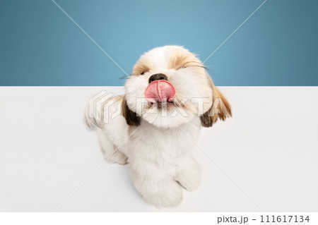 Funny close-up image of adorable, little purebred shih tzu dog standing isolated on blue studio background 111617134