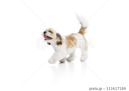 Positive, happy, little purebred shih tzu dog cheerfully walking with tongue sticking out, playing isolated on white studio background 111617189
