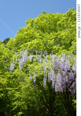 新緑の神護寺　境内の藤の花　京都市右京区高雄 111618087