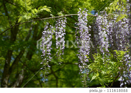 新緑の神護寺 境内の藤の花 京都市右京区高雄 新緑の神護寺 境内の藤の花 京都市右京区高雄 111618088