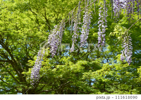新緑の神護寺 境内の藤の花 京都市右京区高雄 新緑の神護寺 境内の藤の花 京都市右京区高雄 111618090