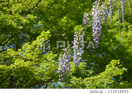 新緑の神護寺 境内の藤の花 京都市右京区高雄 新緑の神護寺 境内の藤の花 京都市右京区高雄 111618091