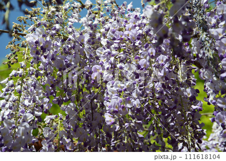 藤の花　花模様 111618104