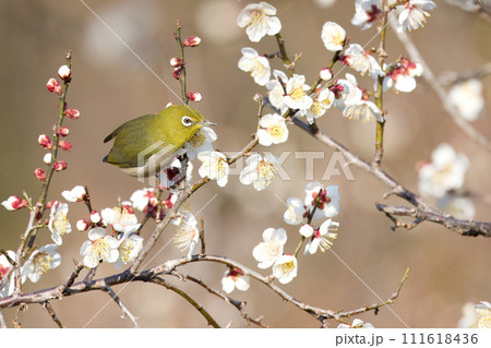 開花した梅の木の枝にとまるメジロ 111618436