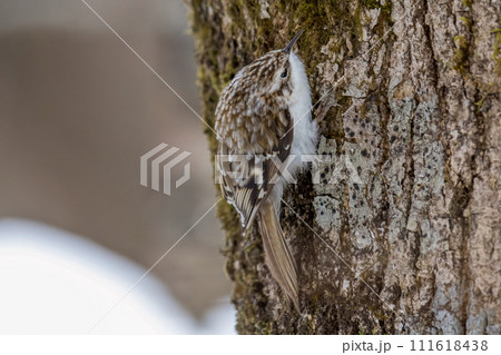 木の幹にとまるキバシリ 111618438