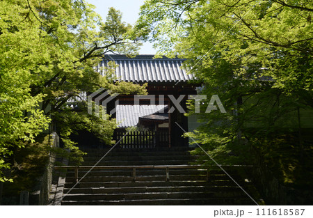 新緑の曼殊院　勅使門　京都市左京区 111618587