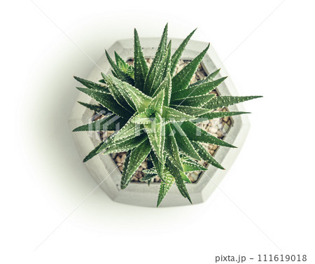 Houseplant (succulent) in pot isolated on white Houseplant (succulent) in pot isolated on white 111619018