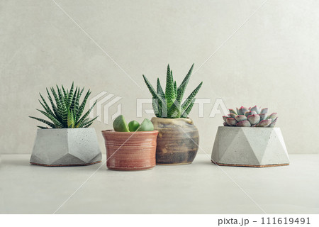 Houseplants (succulents) in pots on a light background 111619491