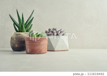 Houseplants (succulents) in pots on a light background Houseplants (succulents) in pots on a light background 111619492
