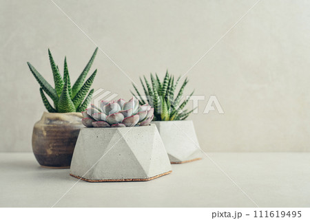 Houseplants (succulents) in pots on a light background Houseplants (succulents) in pots on a light background 111619495