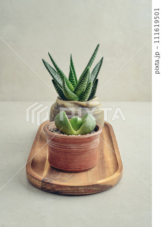 Houseplants (succulents) in pots on a light background 111619501