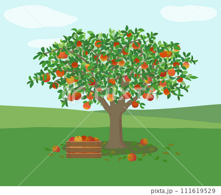 りんごの収穫 111619529