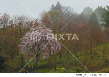 大桜(大分県竹田市) 大桜(大分県竹田市) 111619583