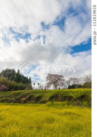 墓守桜（大分県竹田市） 111619616
