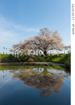 浅井の一本桜(福岡県久留米市) 浅井の一本桜(福岡県久留米市) 111619765