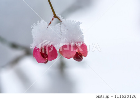雪をかぶった真っ赤なマユミの実。 雪をかぶった真っ赤なマユミの実。 111620126
