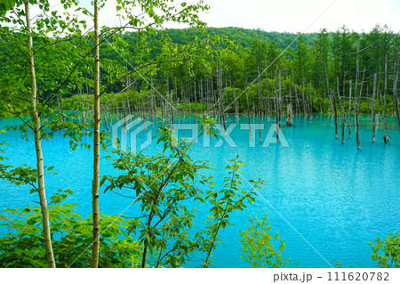 北海道 美瑛の人気観光地 青い池 北海道 美瑛の人気観光地 青い池 111620782