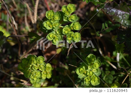 トウダイグサ（燈台草）・乳状の汁を含む有毒植物 111620945