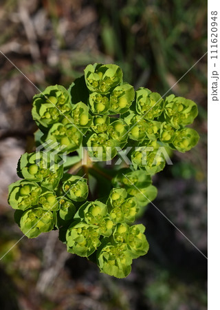 トウダイグサ（燈台草）・乳状の汁を含む有毒植物 111620948