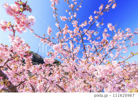 みなみの桜と菜の花まつり 満開の河津桜 111620967