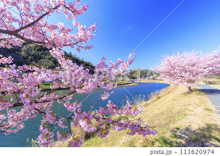 みなみの桜と菜の花まつり 満開の河津桜 111620974