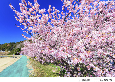 みなみの桜と菜の花まつり 満開の河津桜 111620979