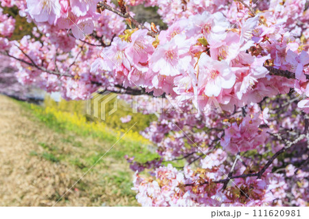 みなみの桜と菜の花まつり 満開の河津桜 111620981
