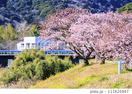 みなみの桜と菜の花まつり 満開の河津桜 111620987