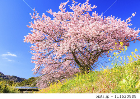 みなみの桜と菜の花まつり 満開の河津桜 111620989