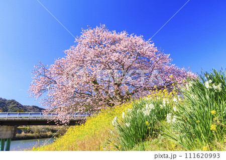 みなみの桜と菜の花まつり 満開の河津桜 みなみの桜と菜の花まつり 満開の河津桜 111620993