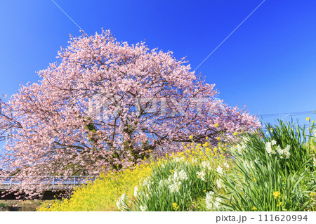 みなみの桜と菜の花まつり 満開の河津桜 みなみの桜と菜の花まつり 満開の河津桜 111620994
