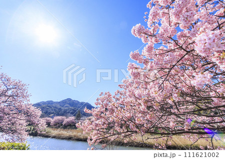 みなみの桜と菜の花まつり 満開の河津桜 みなみの桜と菜の花まつり 満開の河津桜 111621002