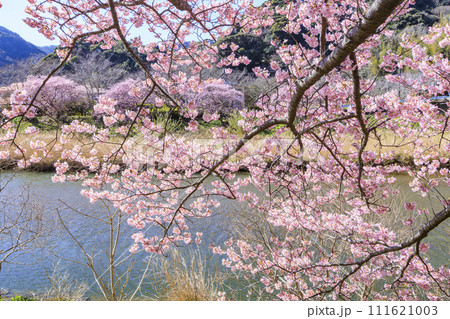 みなみの桜と菜の花まつり 満開の河津桜 みなみの桜と菜の花まつり 満開の河津桜 111621003