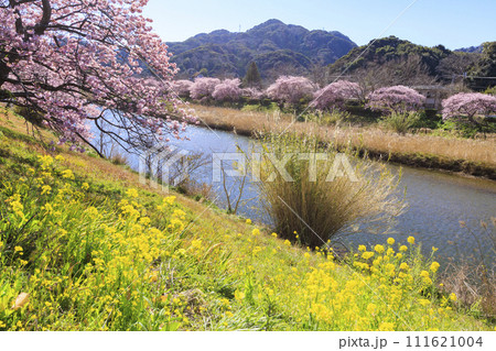 みなみの桜と菜の花まつり 満開の河津桜 111621004