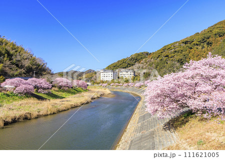 みなみの桜と菜の花まつり 満開の河津桜 みなみの桜と菜の花まつり 満開の河津桜 111621005