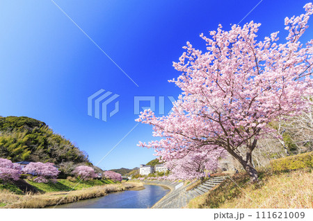 みなみの桜と菜の花まつり 満開の河津桜 111621009