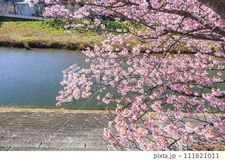 みなみの桜と菜の花まつり 満開の河津桜 みなみの桜と菜の花まつり 満開の河津桜 111621011
